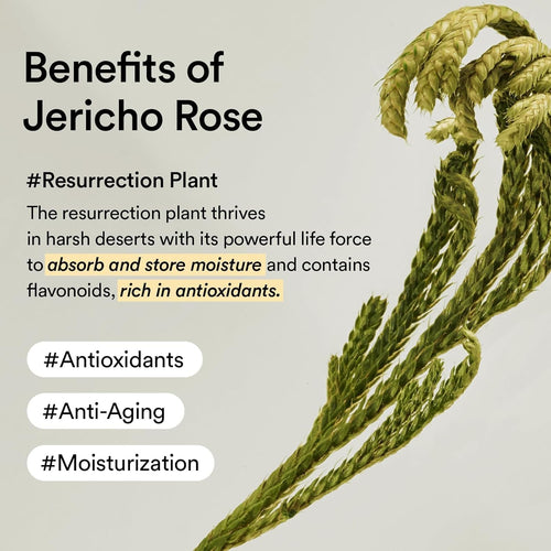 Abib Collagen Eye Patch Jericho Rose Jelly K Beauty Hautpflege für strahlende Haut